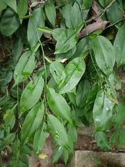 Pothos chinensis
