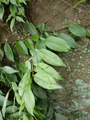 Pothos chinensis