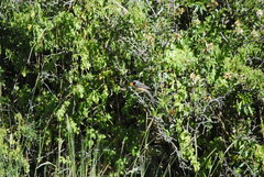 Saltator aurantiirostris