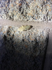 Herpetogramma bipunctalis