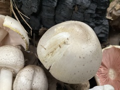 Agaricus placomyces