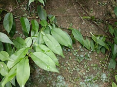 Pothos chinensis