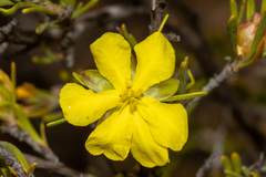 Hibbertia inclusa