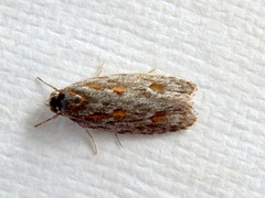 Phylomictis sarcinopa