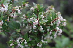 Gaultheria phillyreifolia