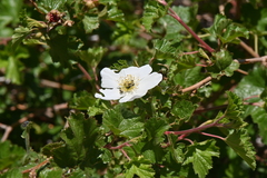 Rubus deliciosus
