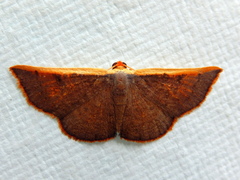 Picromorpha pyrrhopa