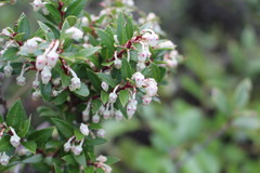 Gaultheria phillyreifolia