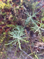 Artemisia palmeri