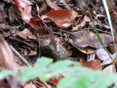 Saproscincus spectabilis