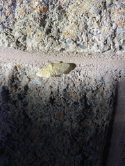 Herpetogramma bipunctalis