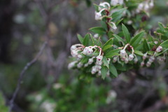 Gaultheria phillyreifolia