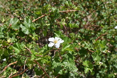 Rubus deliciosus