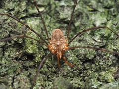 Phalangium opilio