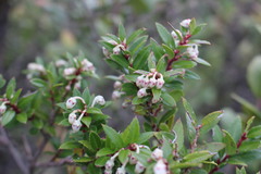 Gaultheria phillyreifolia