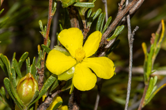 Hibbertia inclusa