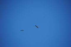 Daptrius megalopterus