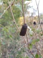 Noctuinae
