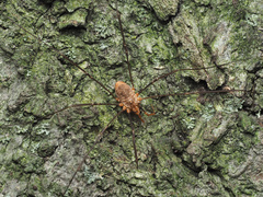 Phalangium opilio