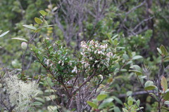 Gaultheria phillyreifolia