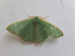 Prasinocyma semicrocea