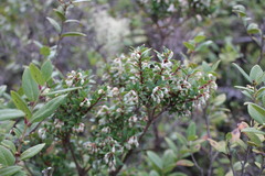 Gaultheria phillyreifolia
