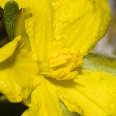 Hibbertia inclusa