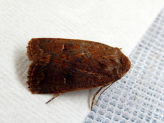 Proteuxoa hypochalchis