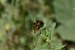 Phyciodes phaon phaon