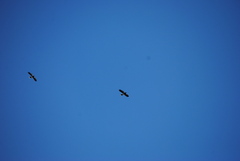 Daptrius megalopterus