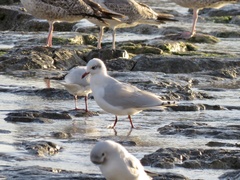 Ichthyaetus melanocephalus