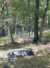 Odocoileus virginianus