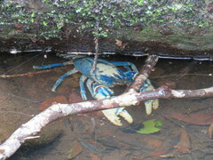 Euastacus sulcatus