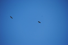 Daptrius megalopterus