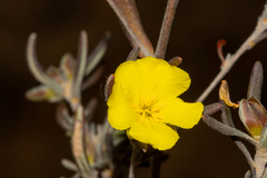 Hibbertia pubens