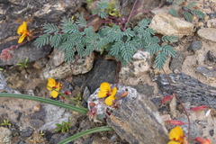 Erythrostemon angulatus