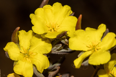 Hibbertia pubens