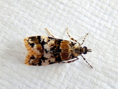 Scoparia charopoea