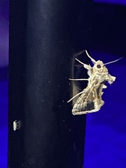 Chrysodeixis