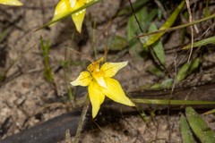 Caladenia flava