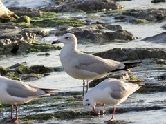 Ichthyaetus audouinii