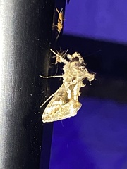 Chrysodeixis