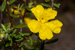 Hibbertia hypericoides