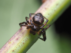 Euryopis funebris
