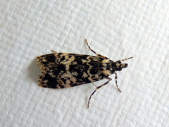 Scoparia exhibitalis