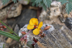 Erythrostemon angulatus