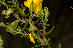 Hibbertia hypericoides