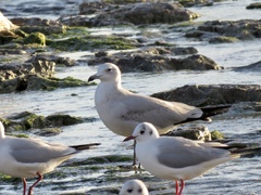 Ichthyaetus audouinii