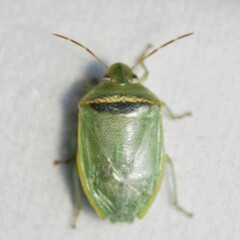 Piezodorus guildinii