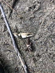 Pacifastacus leniusculus